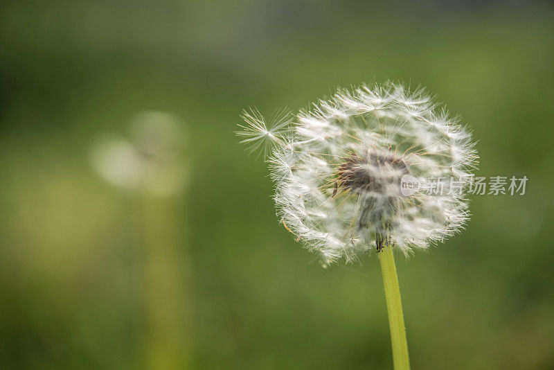 蒲公英(Taraxacum officinale)种子放飞